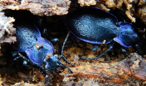 Réf. 220 445 : Carabus problematicus